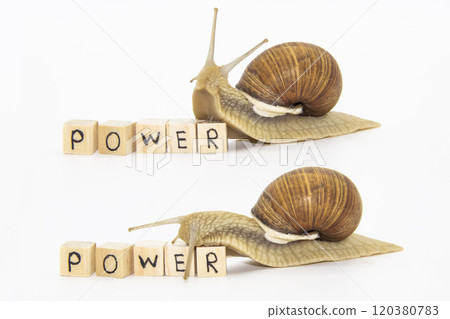 Set of various position of grape snails isolated on white background. Two beautiful grape snails move on wooden cubes. On cubes written word POWER Set of various position of grape snails isolated on white background. Two beautiful grape snails move on wooden cubes. On cubes written word POWER 120380783
