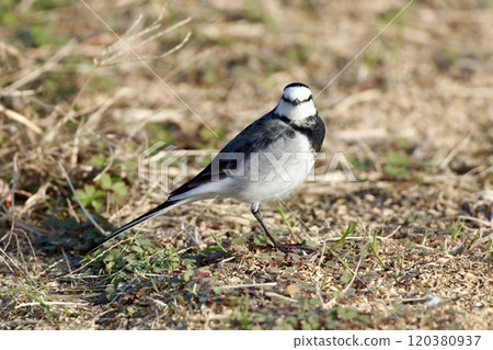 Wagtail / Japan 120380937