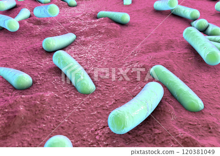 Bacteria on surface of skin, mucous membrane or intestine Bacteria on surface of skin, mucous membrane or intestine 120381049