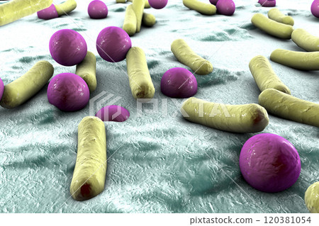 Bacteria on surface of skin, mucous membrane or intestine 120381054