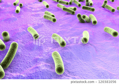 Bacteria on surface of skin, mucous membrane or intestine Bacteria on surface of skin, mucous membrane or intestine 120381056