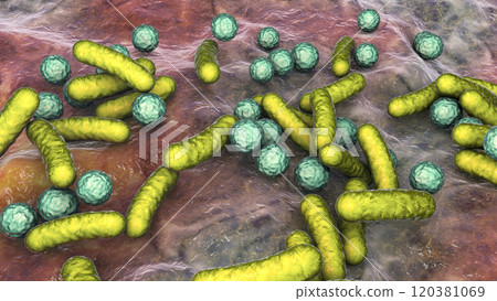 Rod-shaped bacteria and cocci 120381069
