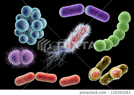 Microbes of different shapes Microbes of different shapes 120381081