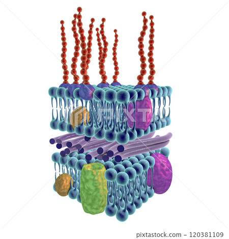 Structure of Gram-negative bacteria cell wall Structure of Gram-negative bacteria cell wall 120381109