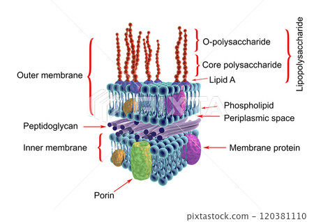 Structure of Gram-negative bacteria cell wall 120381110