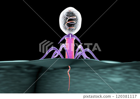 Bacteriophage infecting bacterium Bacteriophage infecting bacterium 120381117