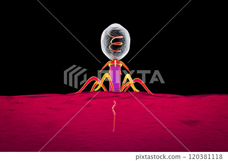 Bacteriophage infecting bacterium 120381118