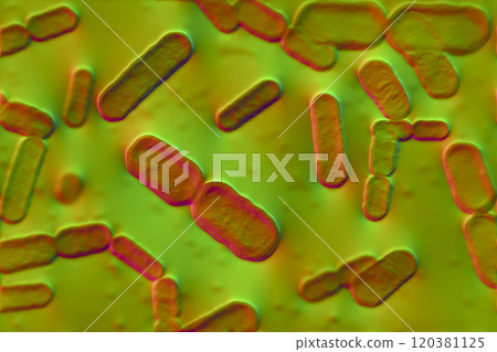Bacteria Bacteroides fragilis 120381125