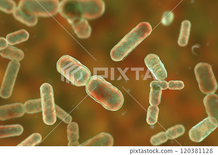 Bacteria Bacteroides fragilis 120381128