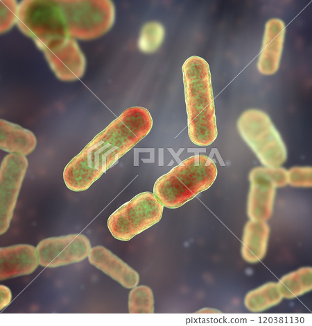 Bacteria Bacteroides fragilis 120381130