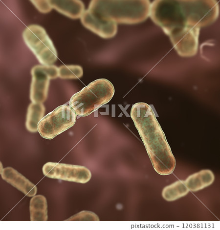 Bacteria Bacteroides fragilis 120381131