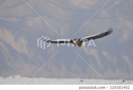 成年虎頭海雕以知床山脈為背景飛翔 120381402