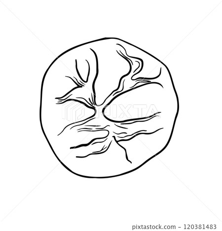 Rustic rye round bread black white vector illustration isolated. Sourdough rye boule bread hand drawn by ink monochrome sketch. Pumpernickel bread top view for bakeshop, packaging paper, bakery. 120381483