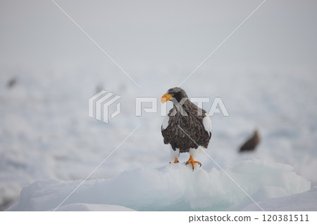 An adult Steller's sea eagle standing on drift ice 120381511