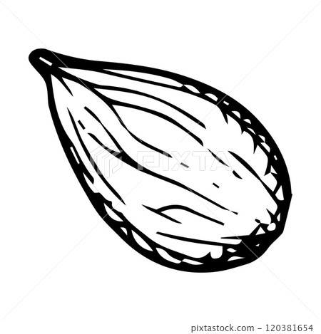 Hand drawn vector illustration of single cardamom pod, almond kernel with detailed black outline. Perfect for culinary, herbal and natural designs, highlighting spice, flavor and organic beauty 120381654