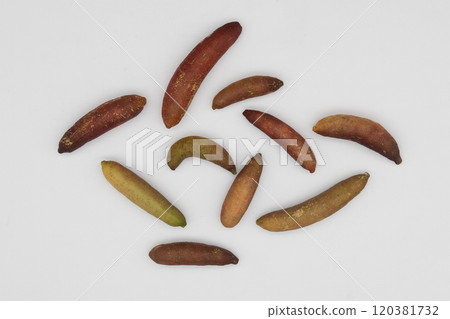 Finger limes lined up against a white background - a rare citrus fruit native to Australia Finger limes lined up against a white background - a rare citrus fruit native to Australia 120381732