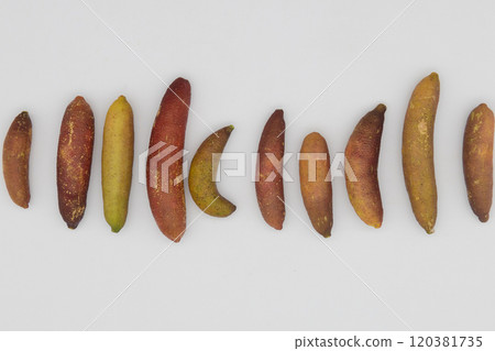 Finger limes lined up against a white background - a rare citrus fruit native to Australia 120381735