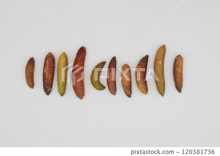 Finger limes lined up against a white background - a rare citrus fruit native to Australia 120381736