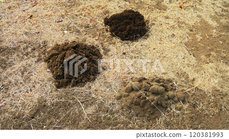 Mole hole molehill landscape 120381993