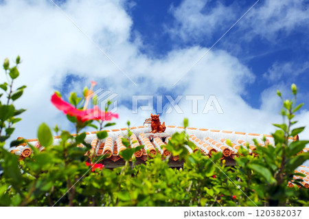 Welcome Okinawa: Blue skies, red hibiscus and shiisa 120382037