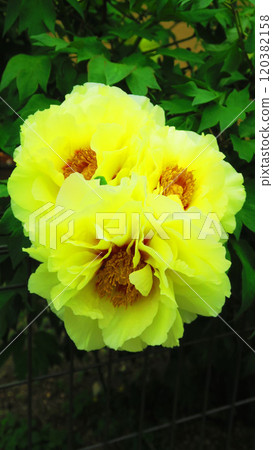 Yellow peony flower landscape 120382158