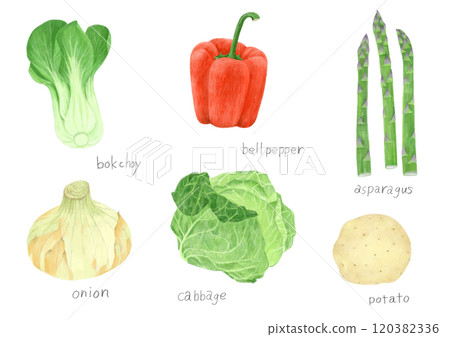 Colored pencil illustrations of asparagus, peppers, bok choy, potatoes, cabbage, and onions Colored pencil illustrations of asparagus, peppers, bok choy, potatoes, cabbage, and onions 120382336