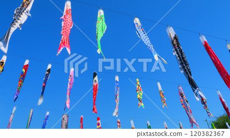 “2024年川口芝川鯉魚旗節”鯉魚旗與藍天美景 120382367