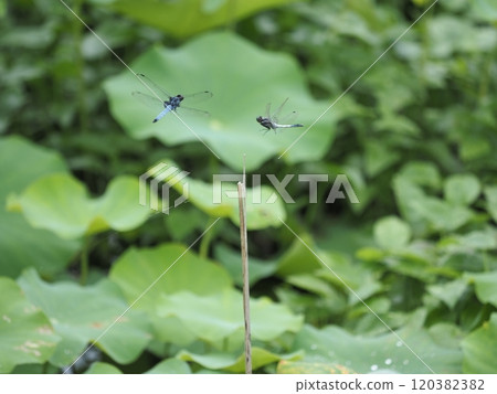 Two salted dragonflies flying over the lotus terraces of a mountain village in Futamata, Hakusan-cho, Tsu City Two salted dragonflies flying over the lotus terraces of a mountain village in Futamata, Hakusan-cho, Tsu City 120382382