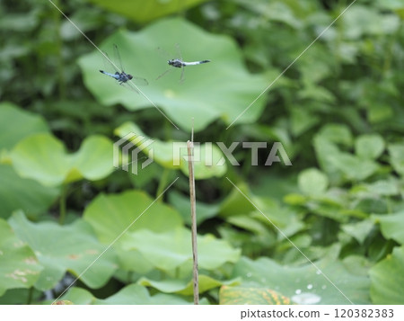 Two salted dragonflies flying over the lotus terraces of a mountain village in Futamata, Hakusan-cho, Tsu City Two salted dragonflies flying over the lotus terraces of a mountain village in Futamata, Hakusan-cho, Tsu City 120382383