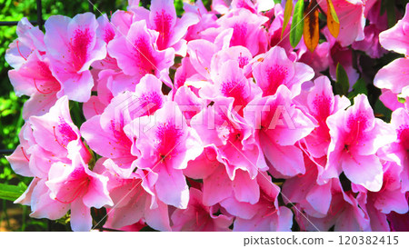 Pink azalea flower landscape in full bloom 120382415