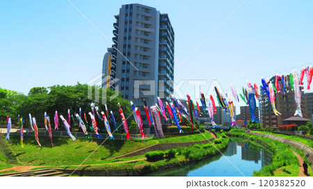 “2024年川口芝川鯉魚旗節”鯉魚旗與藍天美景 “2024年川口芝川鯉魚旗節”鯉魚旗與藍天美景 120382520