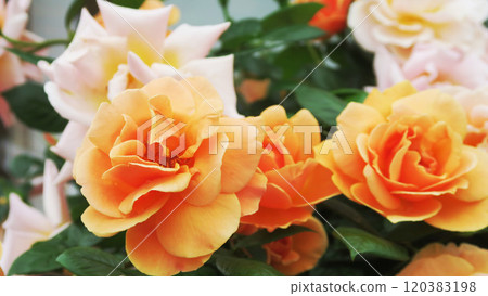 橙色月季花盛開的風景 橙色月季花盛開的風景 120383198