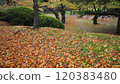 秋田泉州公園的落葉 120383480