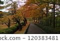 秋田泉州公園的秋葉 120383481