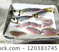 新鮮的馬鯖魚 120383745
