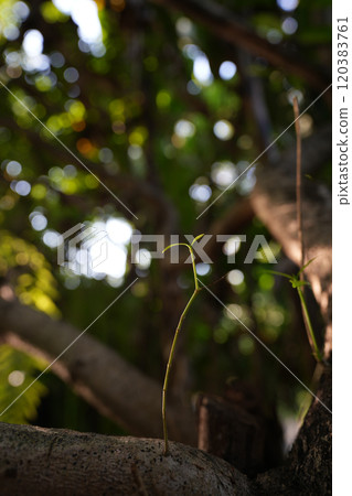 Small newly grow twig on tree bark closeup with sunlight and bokeh low angle 120383761