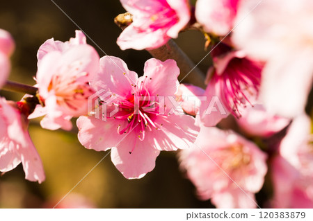 Close up of pink blossoming peach flowers Close up of pink blossoming peach flowers 120383879
