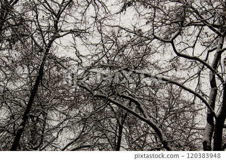 A tree branches on the grey sky with a snow. Looking up to grey sky through tree branches. Beautiful black branches in front of grey sky. Naked trees against gray sky. A tree branches on the grey sky with a snow. Looking up to grey sky through tree branches. Beautiful black branches in front of grey sky. Naked trees against gray sky. 120383948