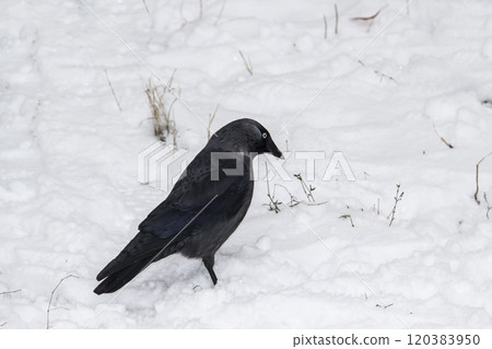 Jackdaw walk on the snow 120383950