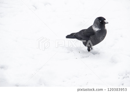 Jackdaw walk on the snow 120383953