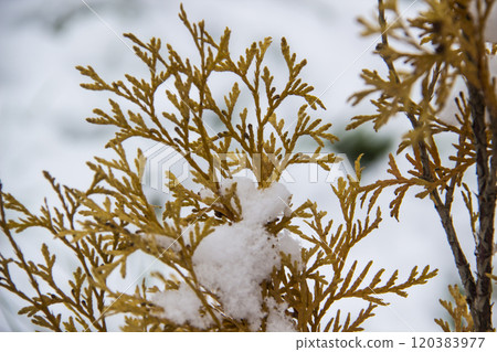 A beautiful leaves of coniferous tree Thuja. CloseUp of yellow leaves of Thuja trees against snow background A beautiful leaves of coniferous tree Thuja. CloseUp of yellow leaves of Thuja trees against snow background 120383977