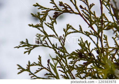 A beautiful leaves of coniferous tree Thuja. CloseUp of green leaves of Thuja trees against snow background A beautiful leaves of coniferous tree Thuja. CloseUp of green leaves of Thuja trees against snow background 120383978