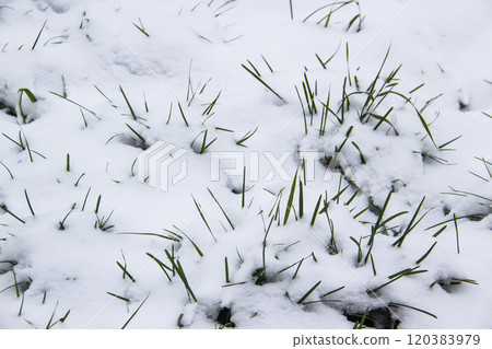 Green grasses under the snow. White snow and green grass against background. Green grasses under the snow. White snow and green grass against background. 120383979