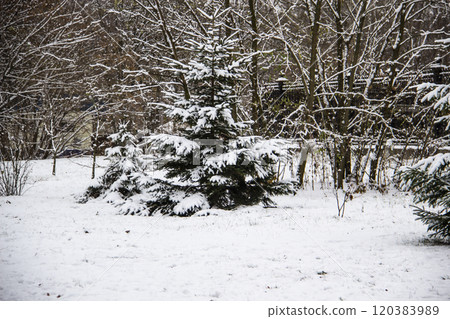 Christmas tree with a snow against background. Branches with a snow on them. Christmas tree with a snow against background. Branches with a snow on them. 120383989