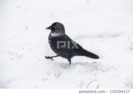 Jackdaw walk on the snow Jackdaw walk on the snow 120384127