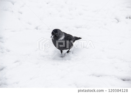 Jackdaw walk on the snow Jackdaw walk on the snow 120384128