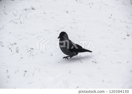 Jackdaw walk on the snow Jackdaw walk on the snow 120384130