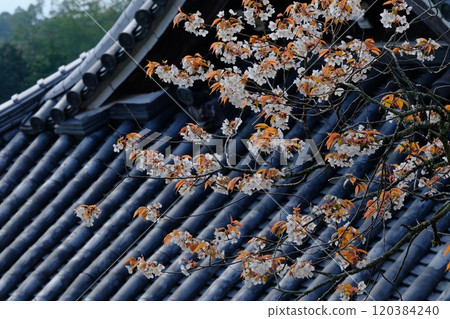 京都的善峰寺與櫻花 120384240
