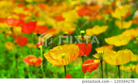 Poppy flower field in full bloom Poppy flower field in full bloom 120384276