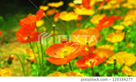 Poppy flower field in full bloom Poppy flower field in full bloom 120384277